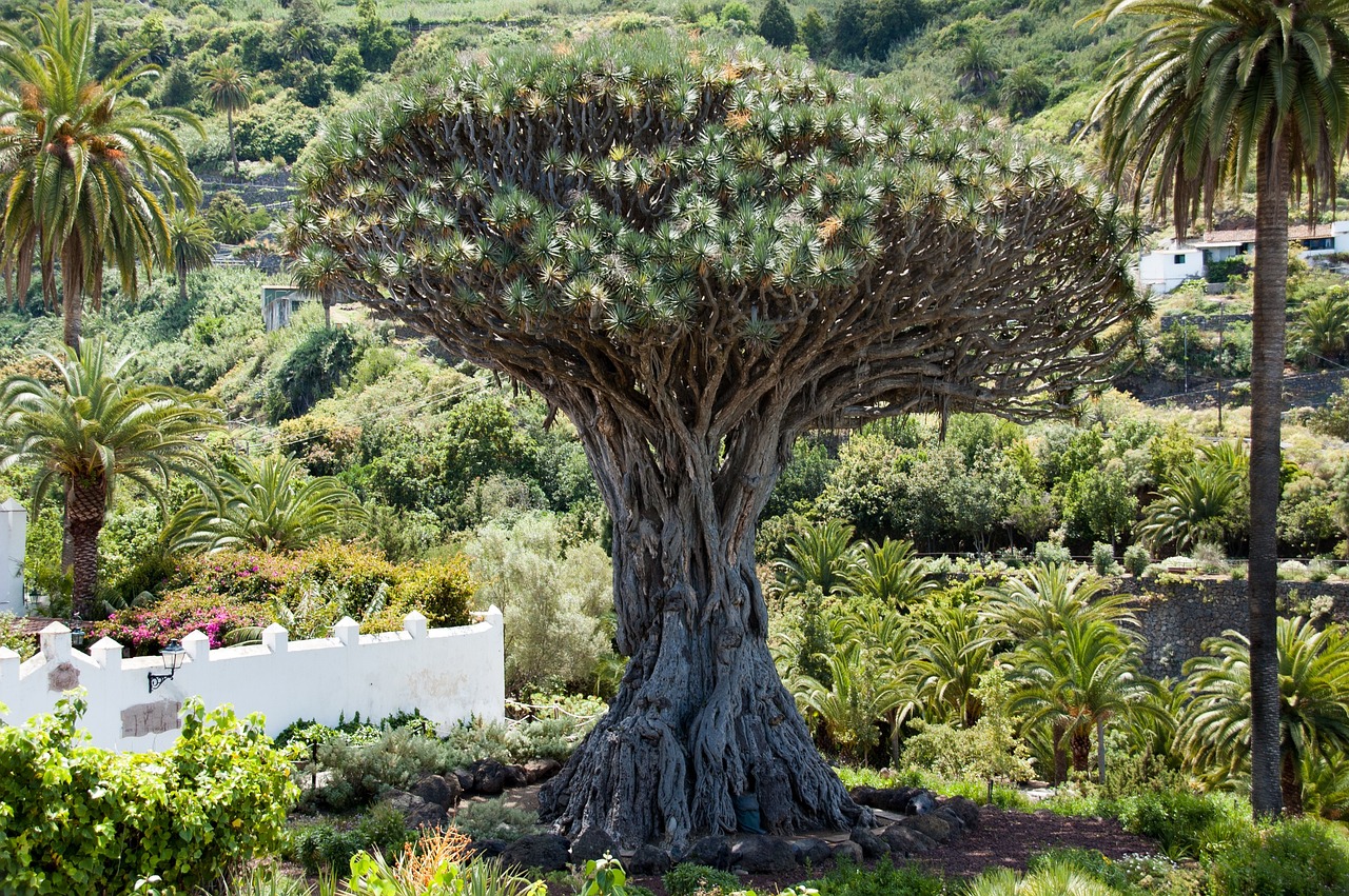 dragon-tree