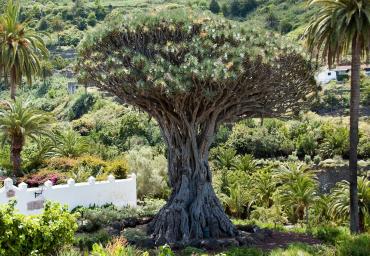 dragon-tree